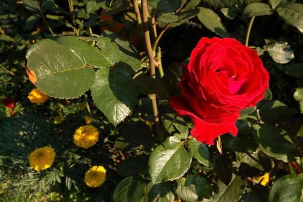 Гостевой дом Encheva Guest House Копривштица-33